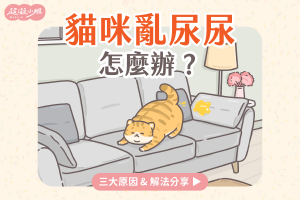 貓咪亂尿尿 原因及解法專欄封面