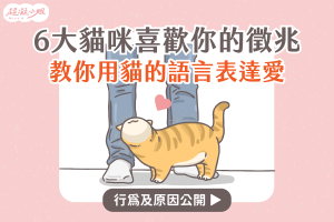 六大 貓咪愛你 的行為表現 專欄封面