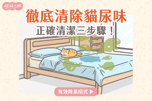 貓咪尿床清潔正確步驟 專欄