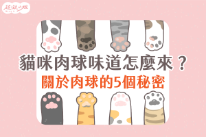 貓咪肉墊 味道怎麼來？專欄封面