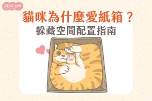 為什麼 貓咪喜歡紙箱 ？躲藏空間配置指南專欄封面