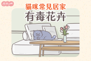 常見貓咪有毒花卉清單 專欄封面