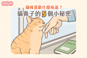 貓咪鼻子 貓嗅覺 貓喜歡的味道 貓討厭的味道