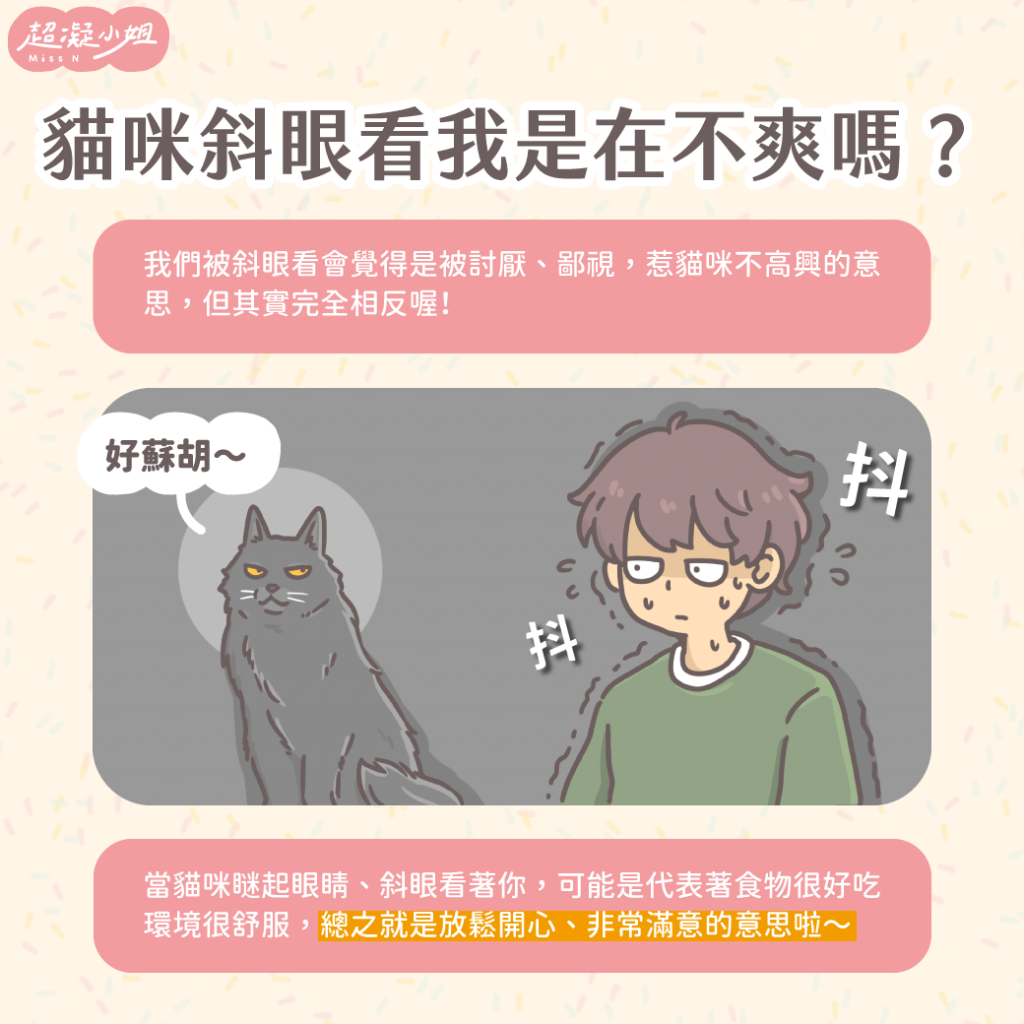 貓咪表情解讀：從貓咪耳朵、鬍鬚方向看懂貓咪心情！ - Lady N