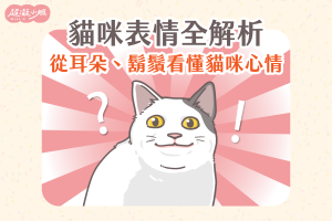 貓咪表情 貓咪鬍鬚 貓咪耳朵 貓咪心情 貓咪生病