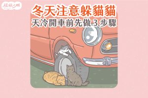 車底有貓 車子長貓
