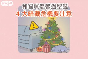 聖誕節 貓咪聖誕節 聖誕節貓咪 聖誕貓咪 聖誕