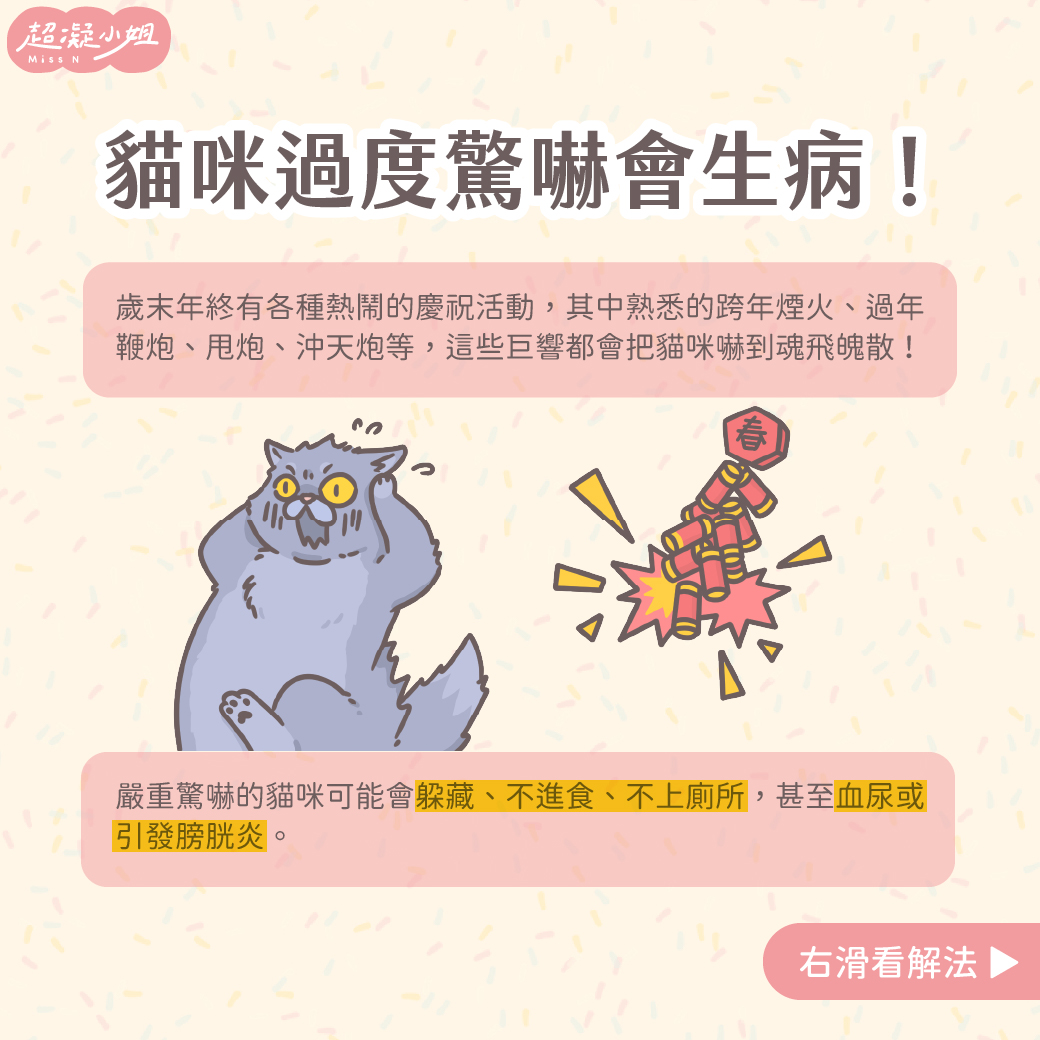 貓咪被鞭炮、雷聲嚇到怎麼辦?5 大要點避免貓咪驚嚇過度 - Lady N