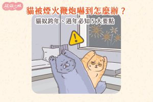 貓咪怕煙火 貓咪被煙火嚇到 貓咪被鞭炮嚇到 貓咪煙火 貓咪鞭炮