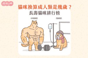 貓咪年齡 貓年齡 貓咪年齡換算 幼貓年齡判斷 貓年齡對照表 成貓年齡 幼貓年齡 貓歲數 貓咪長壽排行 貓平均壽命