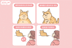 貓耳朵 貓耳朵清潔 貓耳朵聽力