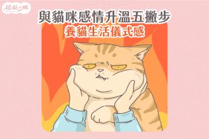 怎麼跟貓咪培養感情 養貓生活