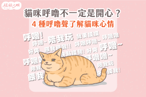 貓咪呼嚕 貓咪呼嚕聲 貓呼嚕意思
