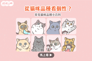 貓個性 貓咪品種 品種貓 俄羅斯藍貓 布偶貓 緬因貓 暹羅貓 英短 美短 曼斥肯 豹貓