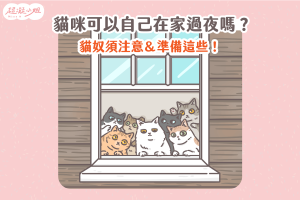 貓咪可以自己在家 貓咪自己在家 貓咪自己過夜 貓咪在家