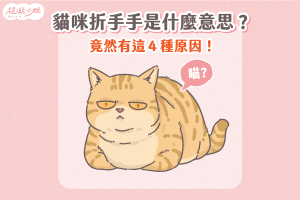 貓折手 貓咪折手是什麼意思 貓咪折手手原因 貓咪折手手