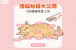 擼貓 擼貓咪 摸貓咪 摸貓 貓咪按摩