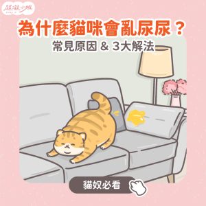 為甚麼貓咪會亂尿尿 常見原因&3大解法