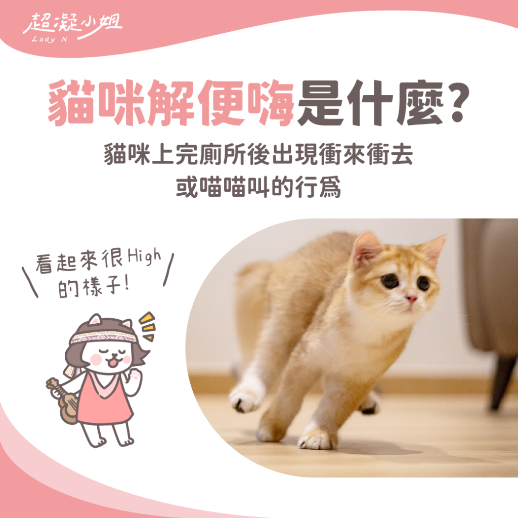 貓咪解便嗨