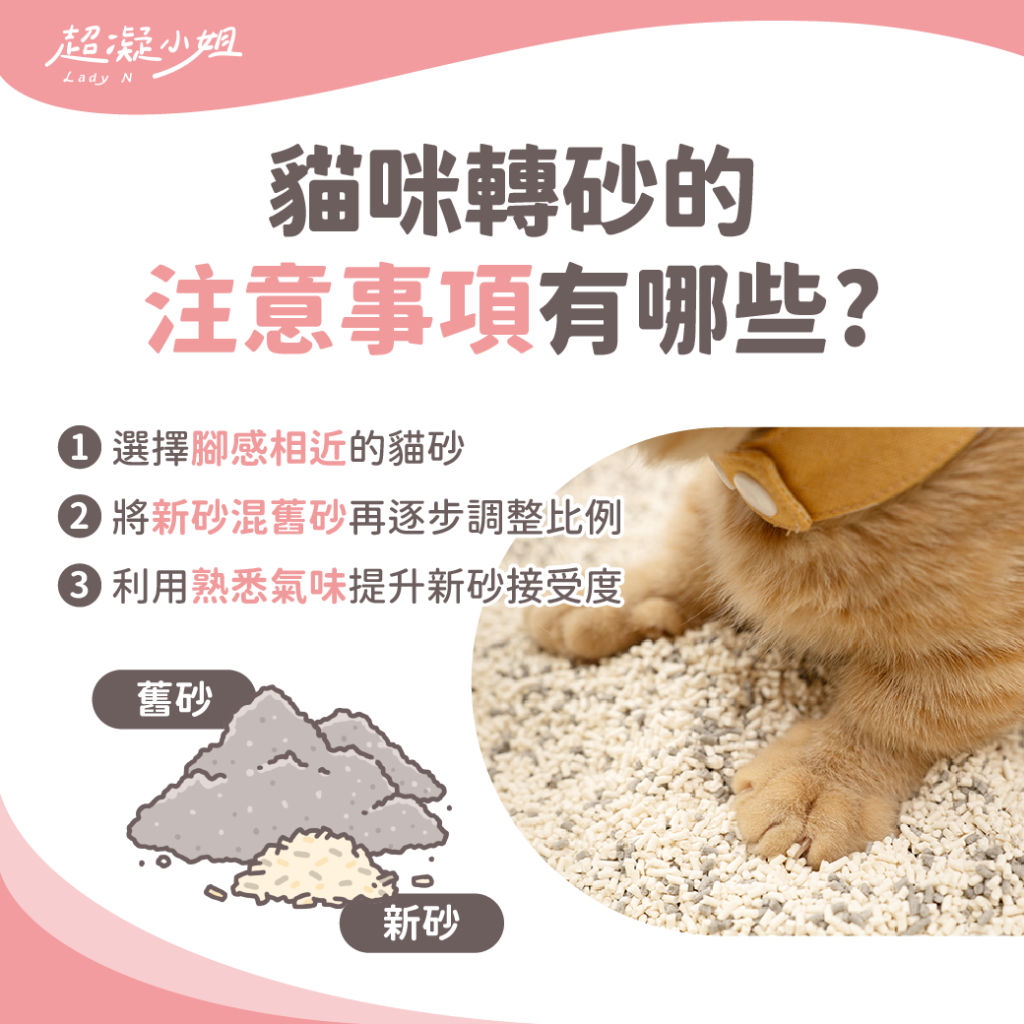 貓咪轉換貓砂
