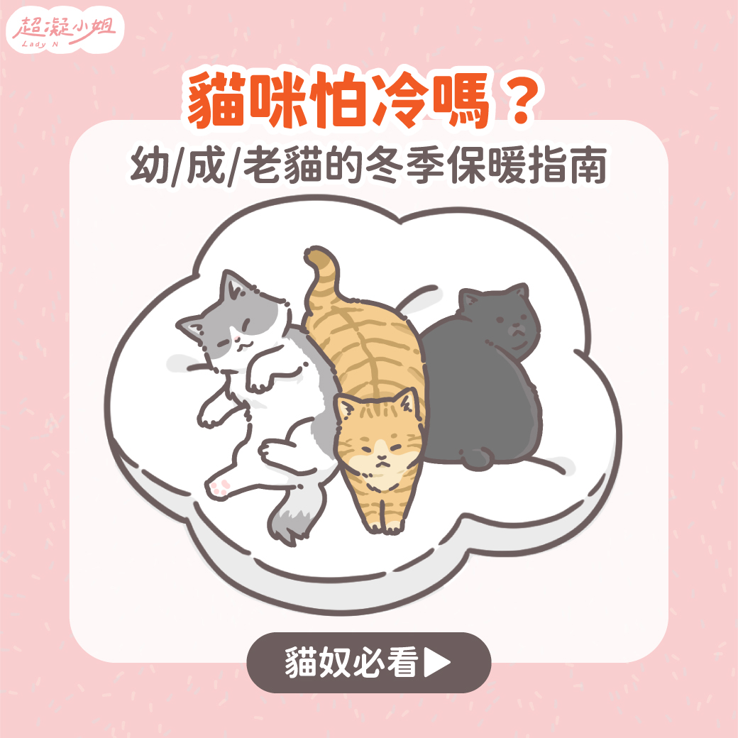貓怕冷嗎？幼貓、成貓、老貓的溫度需求與冬天保暖指南- Lady N