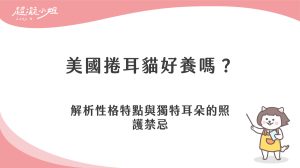 美國捲耳貓好養嗎？解析性格與獨特耳朵的日常照護