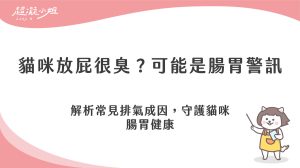 貓會放屁嗎？聞到臭味可能是腸胃警訊