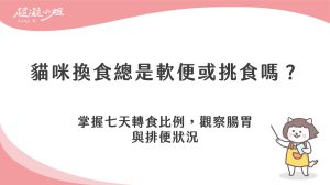 貓咪轉食如何進行？七天換糧比例與腸道適應觀察