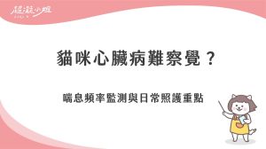 貓咪心臟病難察覺？喘息頻率監測與日常照護重點