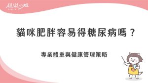 貓咪肥胖容易得糖尿病嗎？專業體重與健康管理策略