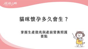 貓咪懷孕多久會生？觀察徵兆與產前照顧注意事項