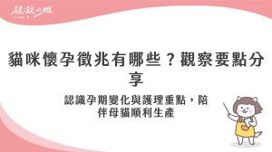 母貓懷孕徵兆有哪些？認識貓咪產前準備與產後照護重點