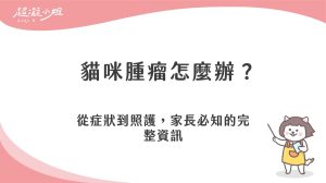 貓咪腫瘤怎麼辦？從症狀到照護，家長必知的完整資訊