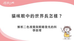 貓咪看得到的顏色有哪些？解析視覺世界與夜視原理