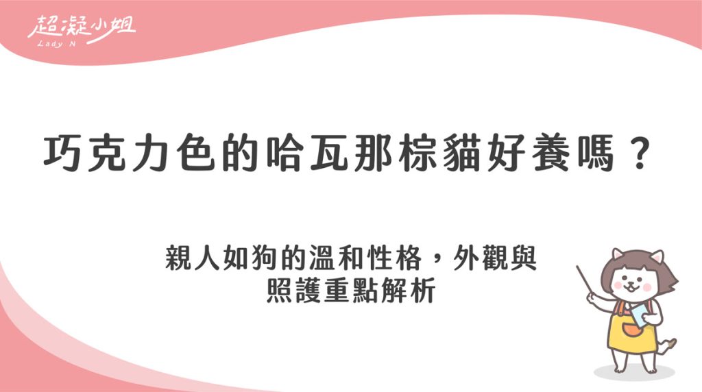 哈瓦那棕貓好養嗎?認識巧克力色雪茄貓性格與照顧