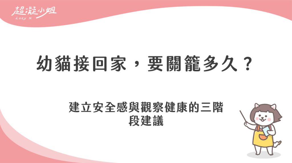 幼貓關籠要多久？從適應環境到漸進式出籠的訓練步驟