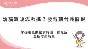 幼貓罐頭推薦怎麼選？離乳期餵食量與發育營養重點