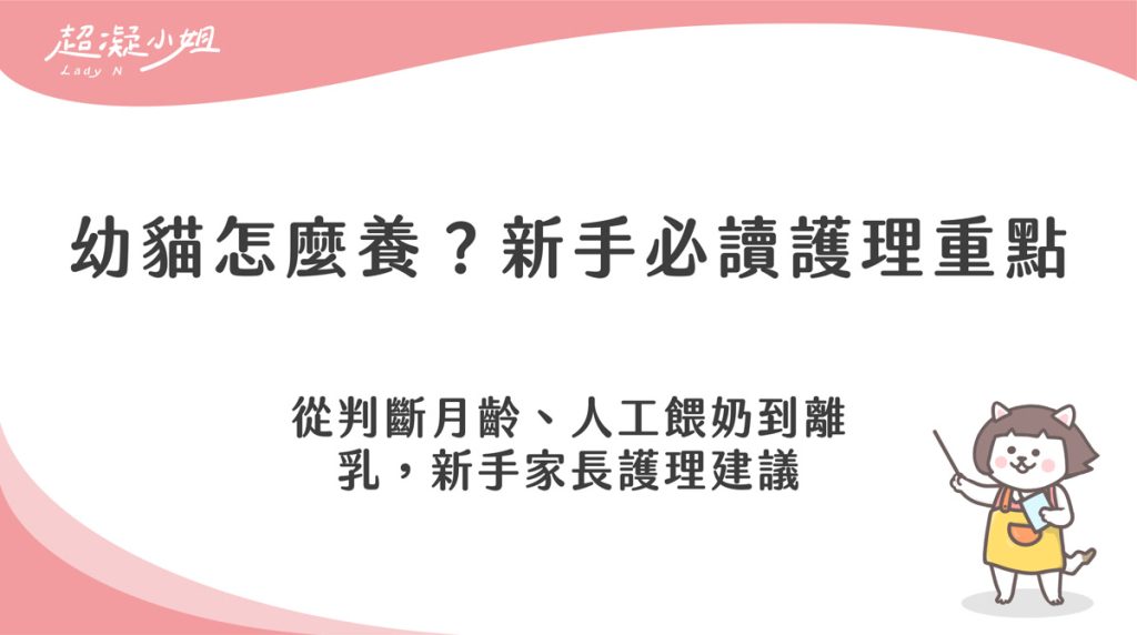 剛帶回家的幼貓怎麼養?分階段飲食與護理建議