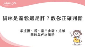 寵物減肥怎麼做？從體態評分與日常觀察守護貓咪健康