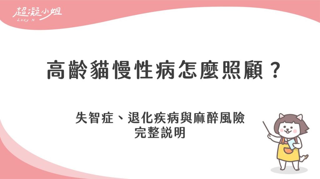 高齡貓慢性病怎麼照顧？失智症、退化疾病與麻醉風險完整說明