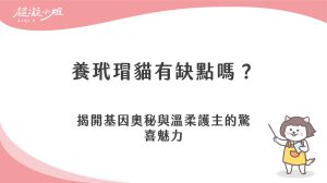 養玳瑁貓有什麼缺點？翻轉成見並了解專屬驚喜包魅力