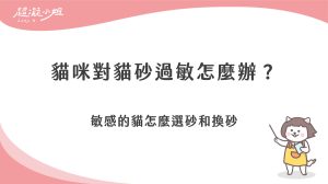 貓咪對貓砂過敏怎麼辦？敏感的貓怎麼選砂和換砂