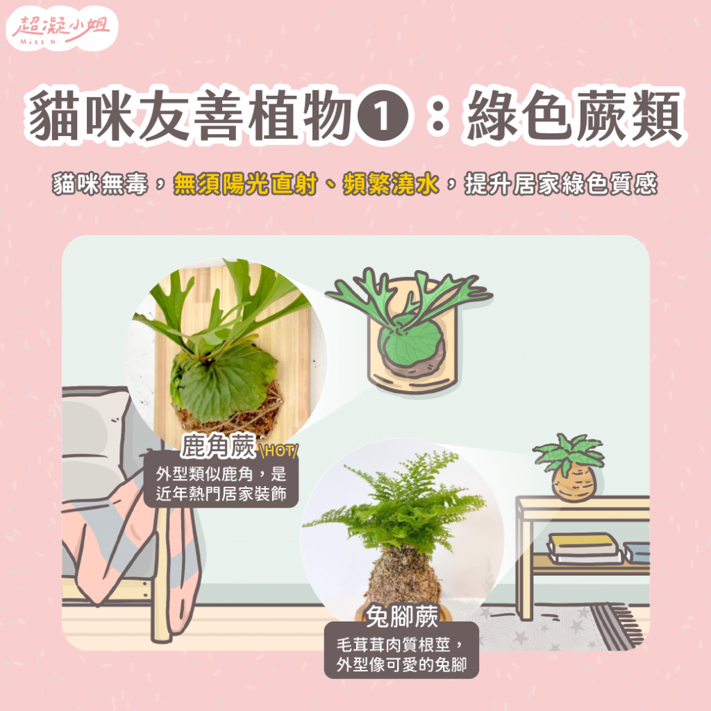 貓咪無毒植物—綠色蕨類
