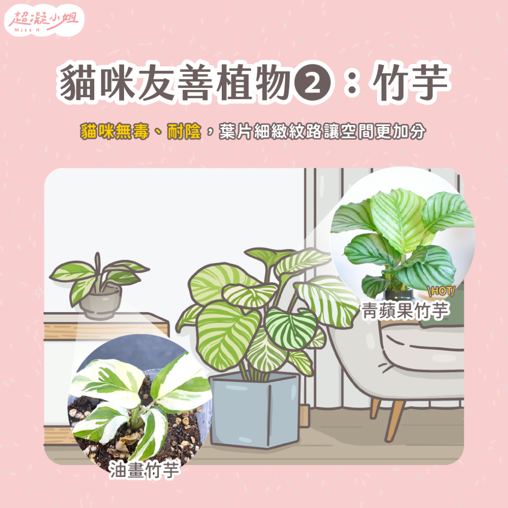 貓咪無毒植物—竹芋