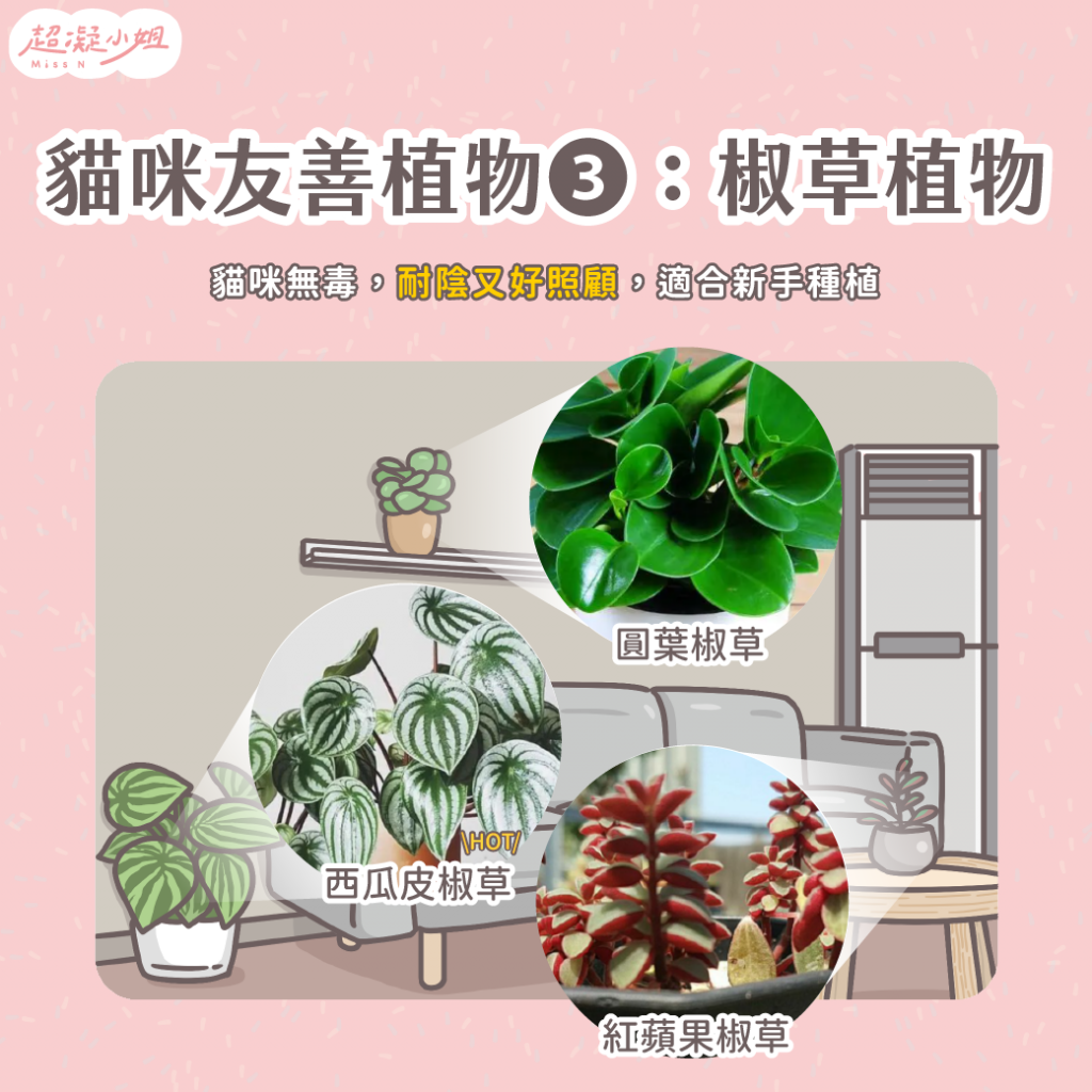 貓咪無毒植物—椒草