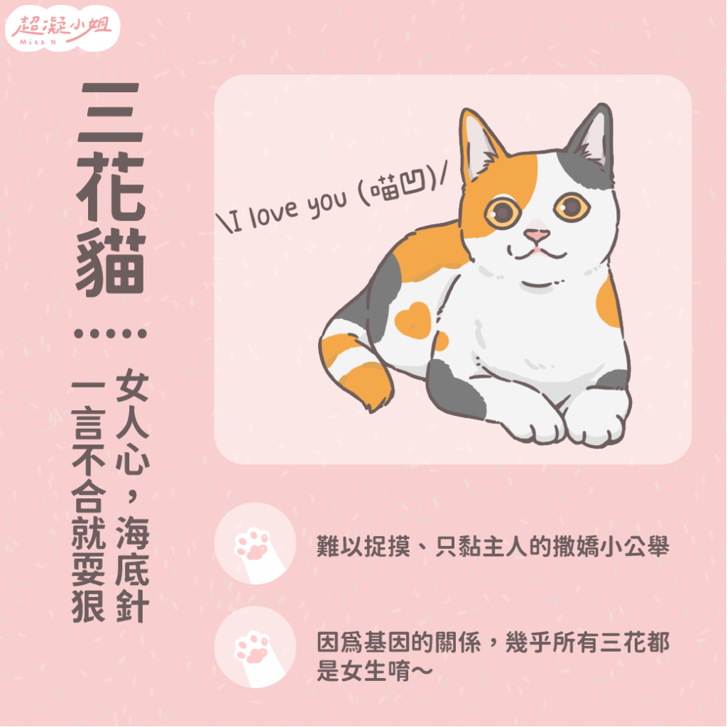 貓咪花色 黑貓 白貓 橘貓 三花貓 虎斑貓 賓士貓