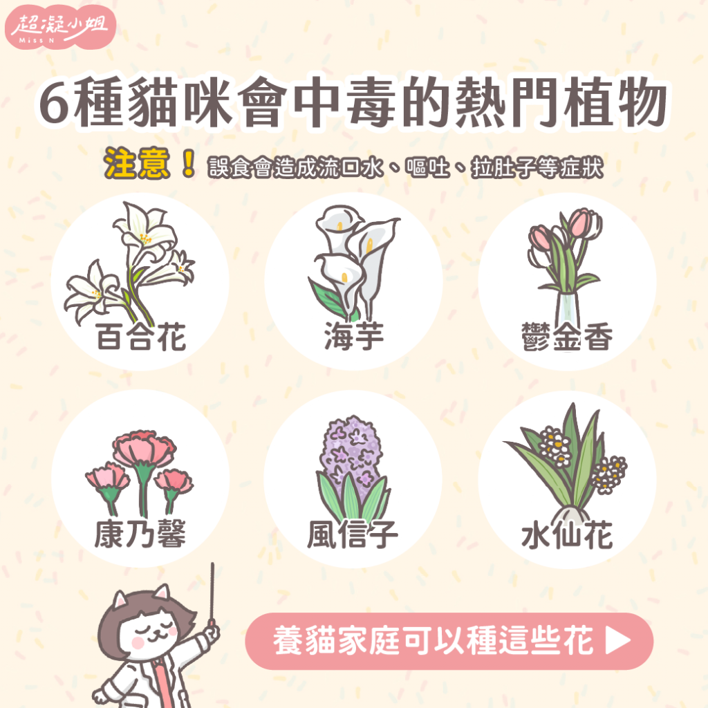 百合花對有毒！6種常見貓咪有毒花卉