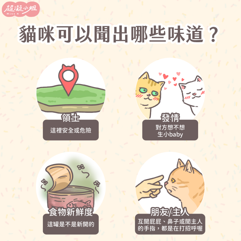 貓咪鼻子 貓嗅覺 貓喜歡的味道 貓討厭的味道