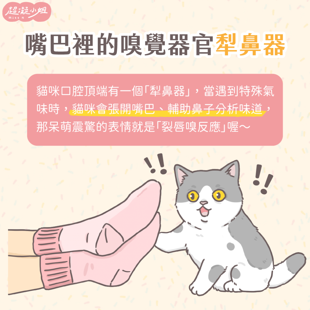 貓咪鼻子 貓嗅覺 貓喜歡的味道 貓討厭的味道