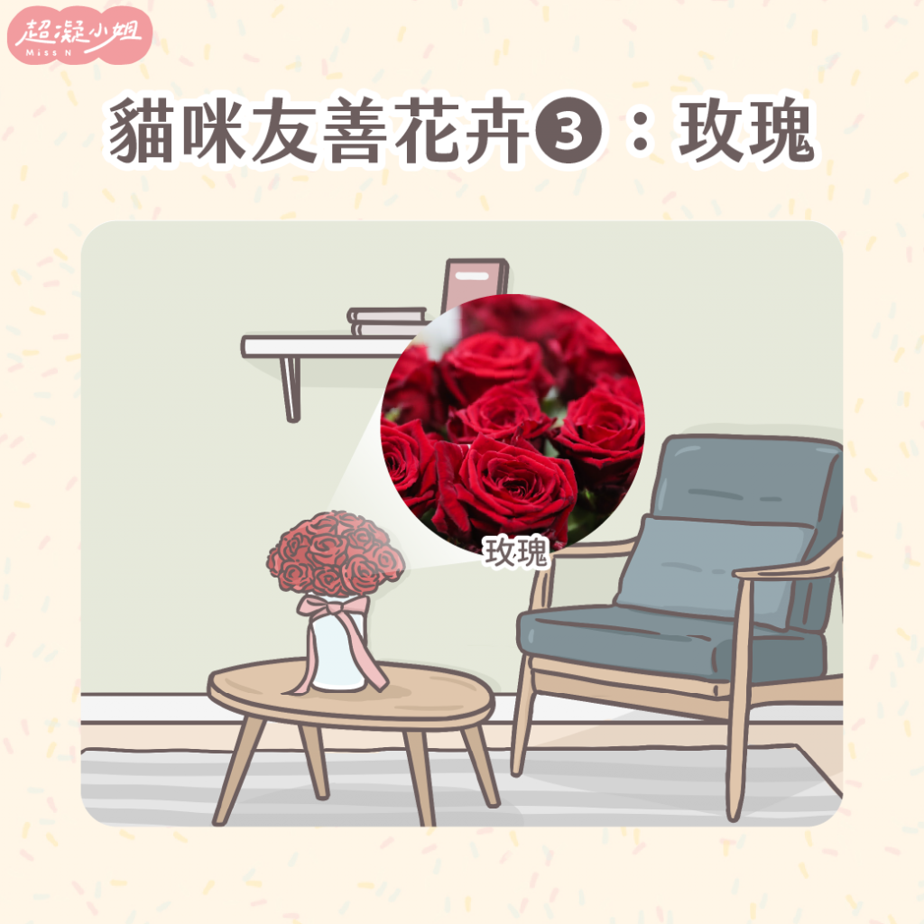 貓咪無毒花卉提案-玫瑰